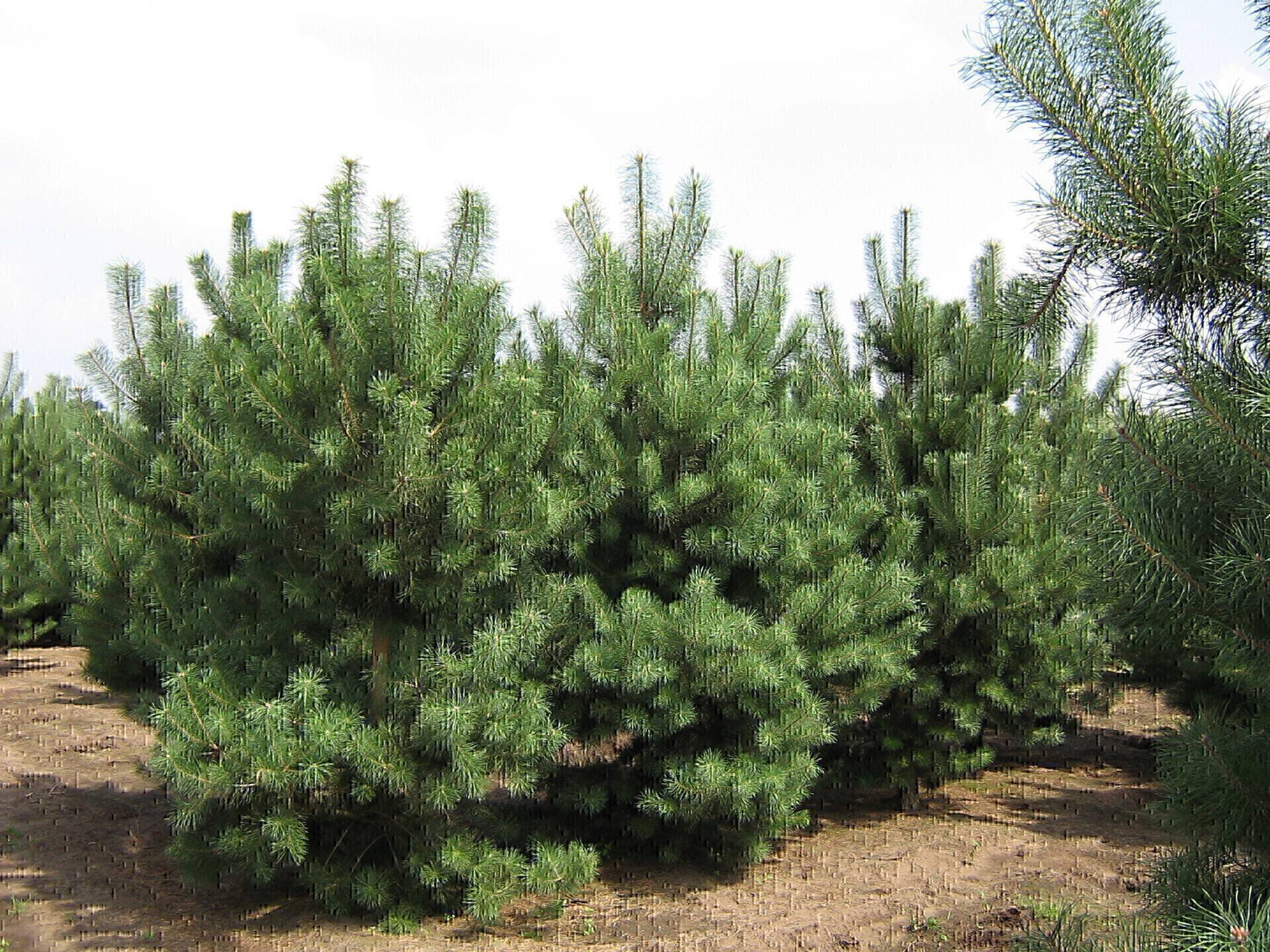Pinus sylvestris_25